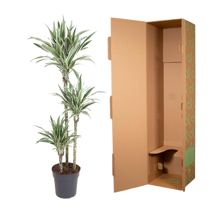 Dracaena White Stripe - ↕150cm - Ø24cm