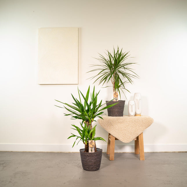 Dracaena - Planta dragón - ↕70cm - Ø17cm + Yucca - ↕90cm - Ø17cm