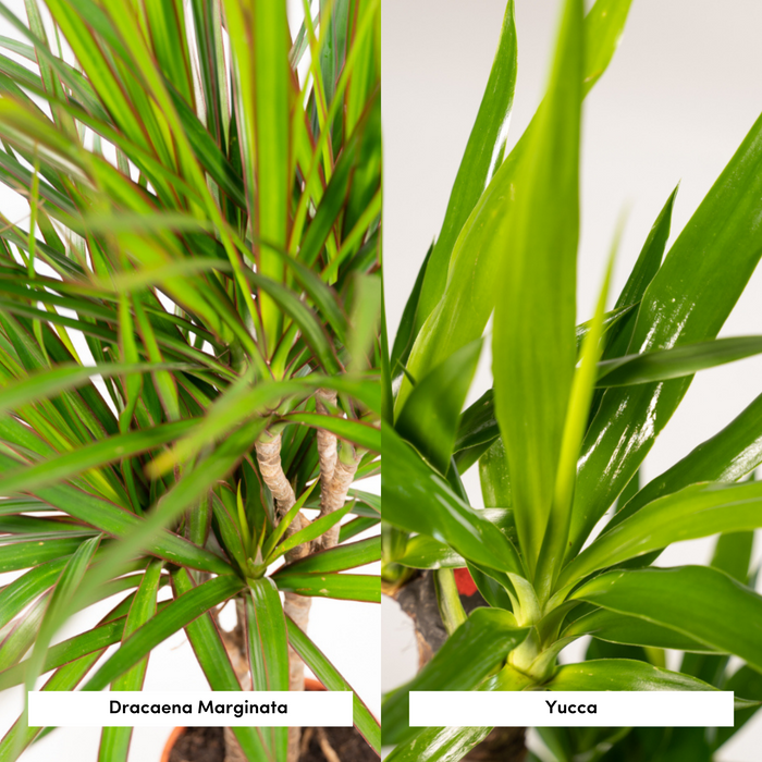 Dracaena - ↕70cm - Ø17cm (Drakenplant) + Yucca - ↕90cm - Ø17cm