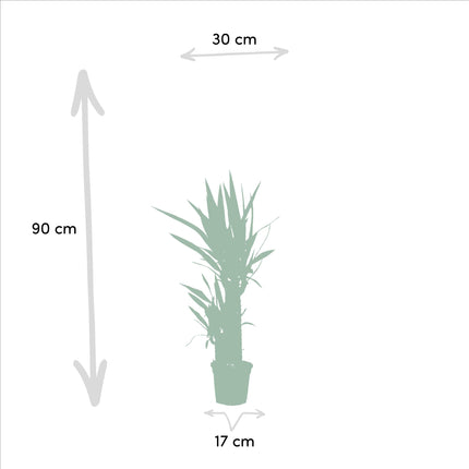 Dracaena - Drakenplant - ↕70cm - Ø17cm + Yucca - ↕90cm - Ø17cm