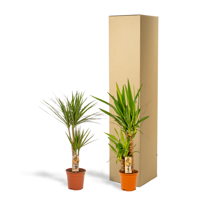 Dracaena - ↕70cm - Ø17cm (Drakenplant) + Yucca - ↕90cm - Ø17cm