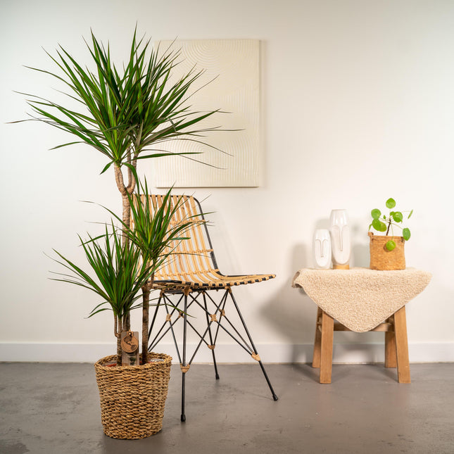 Dracaena med kurv - ↕120cm - Ø21cm - Drageplante