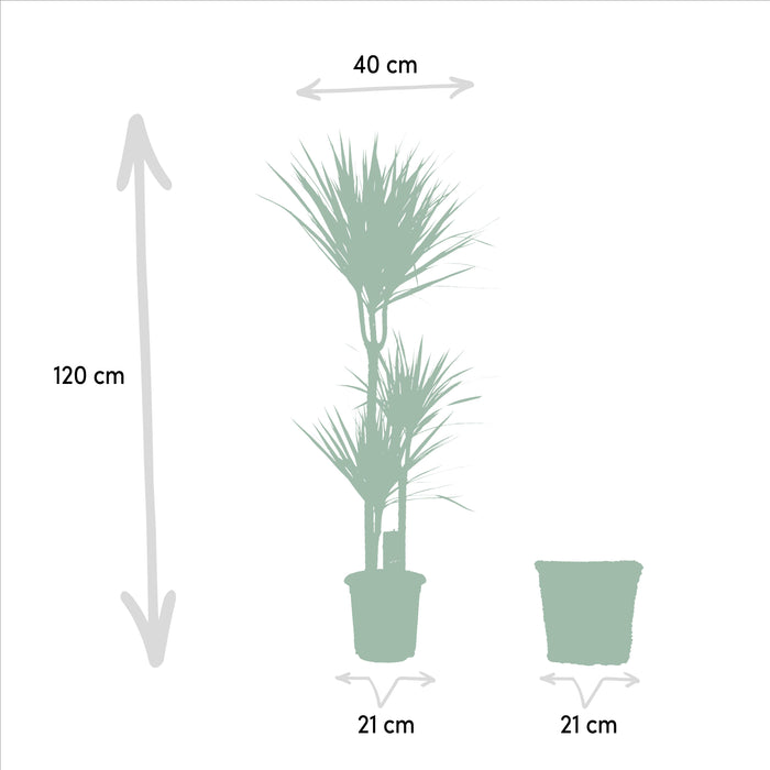 Dracaena met mand - ↕120cm - Ø21cm - Drakenplant