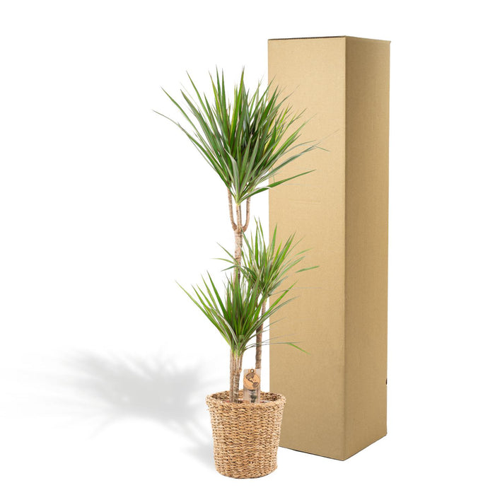 Dracaena met mand - ↕120cm - Ø21cm - Drakenplant