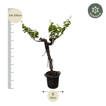 Grapevine - Vitis Vinifera - branched trunk - ↕220cm - Ø55cm