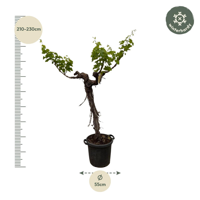 Druivenboom - Vitis Vinifera - stam vertakt - ↕220cm - Ø55cm