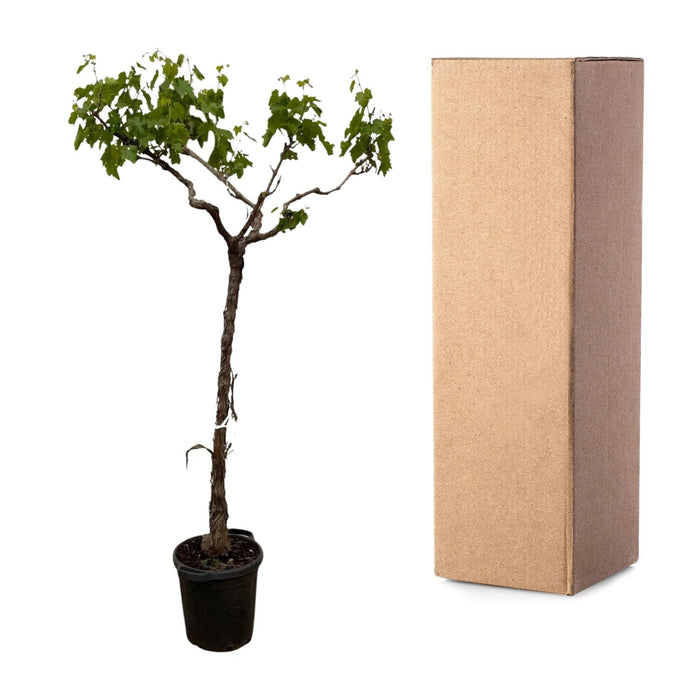 Druivenboom - Vitis Vinifera - stam vertakt - ↕200cm - Ø35cm