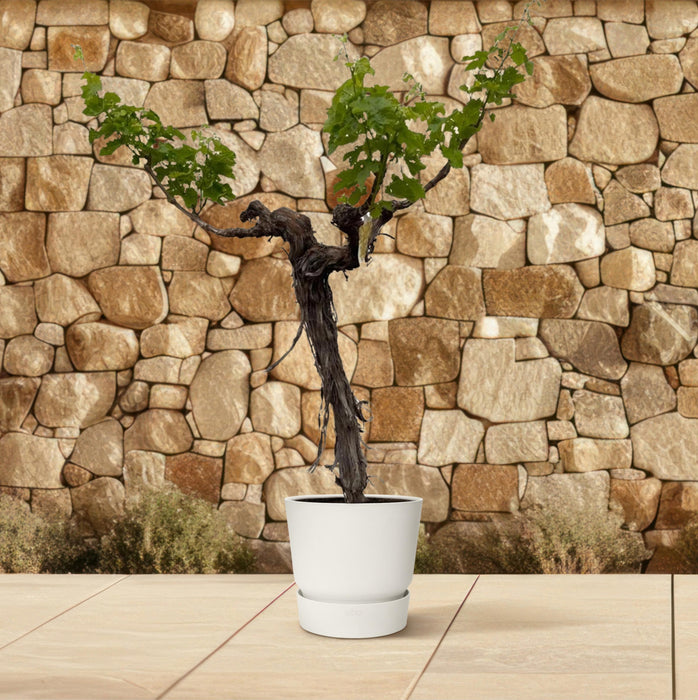 Druivenboom - Vitis Vinifera - stam vertakt - ↕220cm - Ø55cm