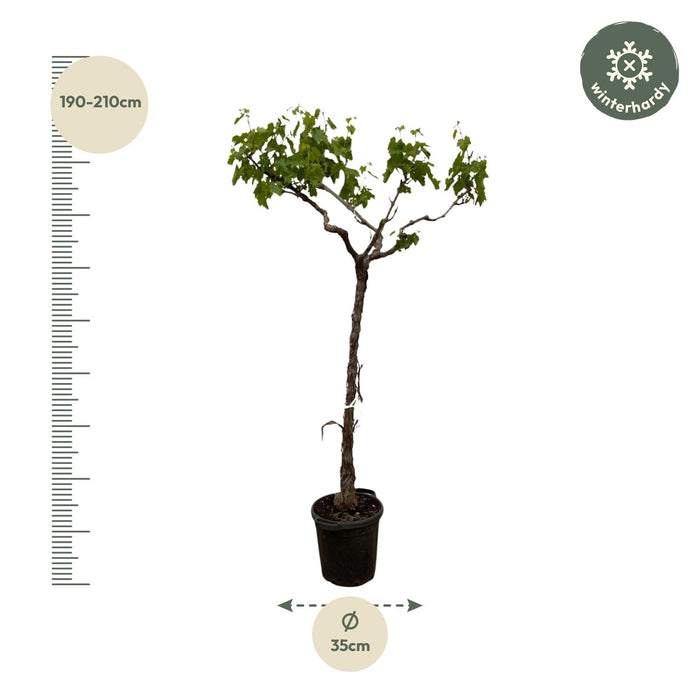 Druivenboom - Vitis Vinifera - stam vertakt - ↕200cm - Ø35cm