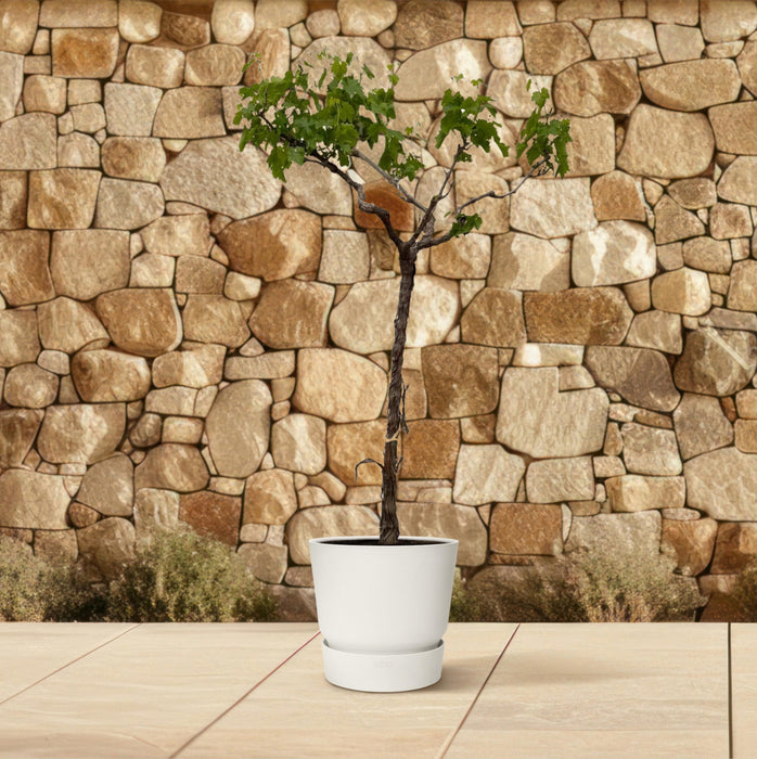 Druivenboom - Vitis Vinifera - stam vertakt - ↕200cm - Ø35cm