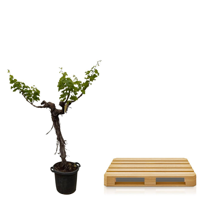 Druivenboom - Vitis Vinifera - stam vertakt - ↕220cm - Ø55cm