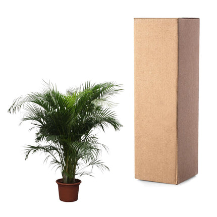 Areca-Palme (Dypsis lutescens) – Goldpalme – ↕230 cm – Ø40 cm