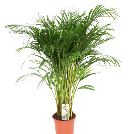 Areca Palm (Dypsis Lutescens) - Goudpalm - ↕120cm - Ø24cm