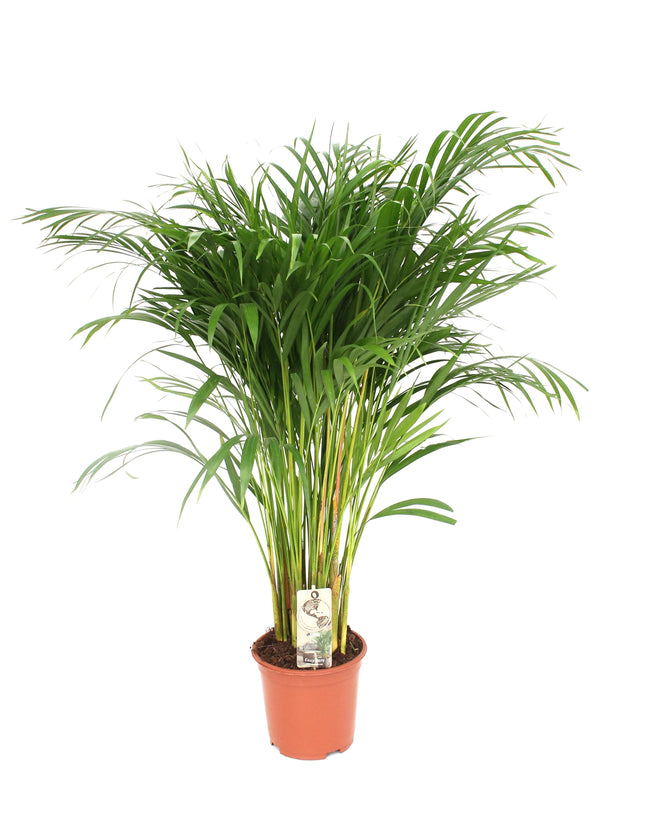 Areca Palm (Dypsis Lutescens) - Goudpalm - ↕120cm - Ø24cm