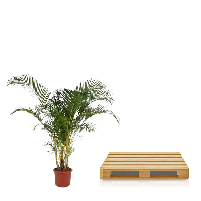 Areca Palm (Dypsis Lutescens) - Goudpalm - ↕240cm - Ø48cm