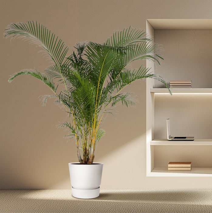 Areca Palm (Dypsis Lutescens) - Goudpalm - ↕240cm - Ø48cm