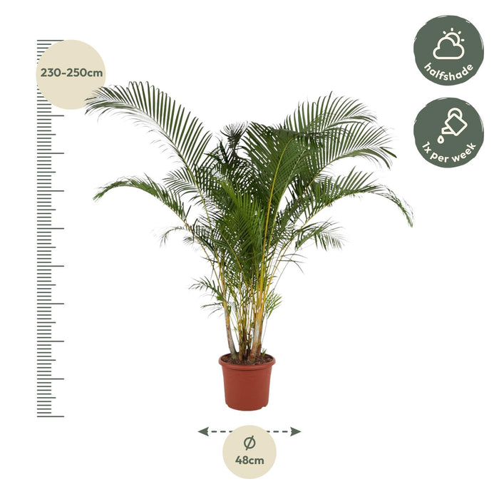 Areca Palm (Dypsis Lutescens) - Goudpalm - ↕240cm - Ø48cm
