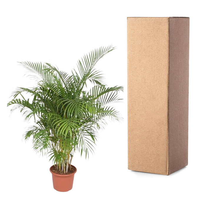 Areca Palm (Dypsis Lutescens) - Goudpalm - ↕200 cm - Ø40cm