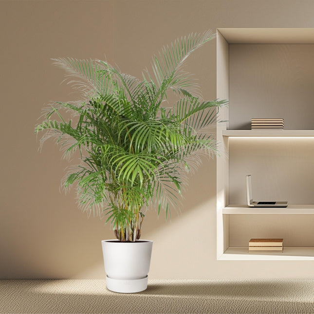Palma Areca (Dypsis Lutescens) - Palma Dorata - ↕200 cm - Ø40cm