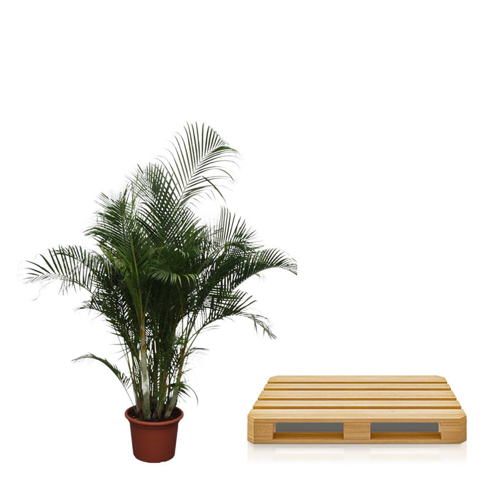 Areca Palm (Dypsis Lutescens) - Goudpalm - ↕280 cm - Ø50cm