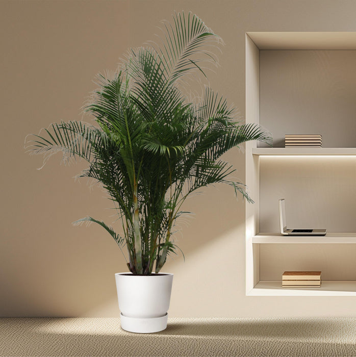 Areca Palm (Dypsis Lutescens) - Goudpalm - ↕280 cm - Ø50cm
