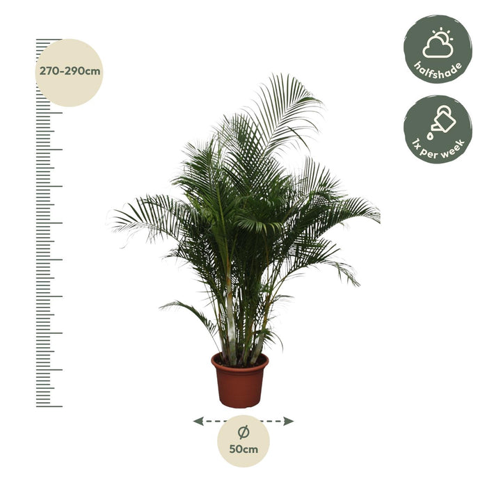 Areca Palm (Dypsis Lutescens) - Goudpalm - ↕280 cm - Ø50cm