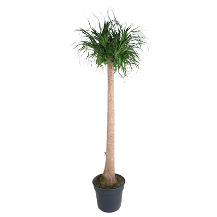 Beaucarnea XXL - Elefantfodplante - ↕180-200cm