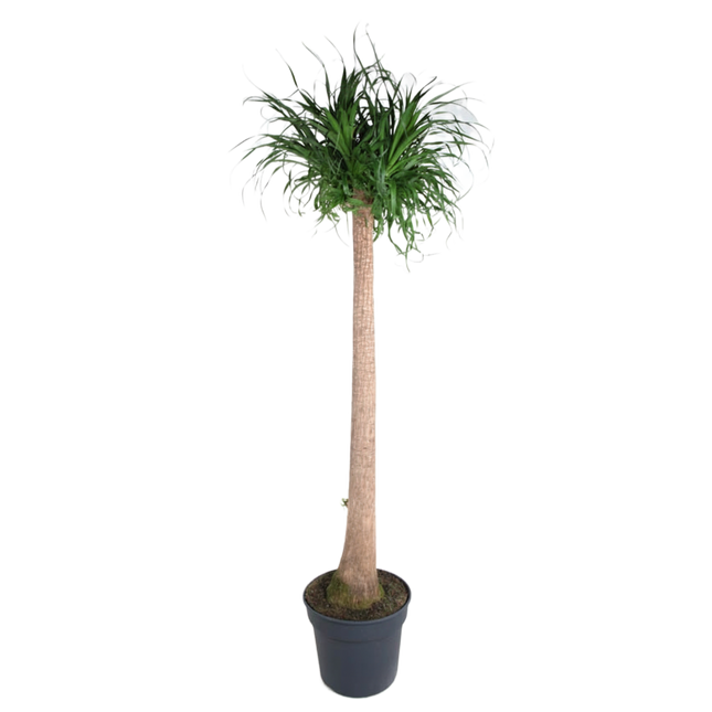 Beaucarnea XXL - Elephant's Foot Plant - ↕180-200cm