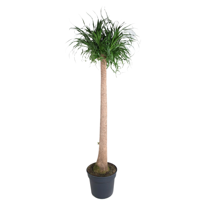 Beaucarnea XXL - Olifantenpoot Plant - ↕180-200cm