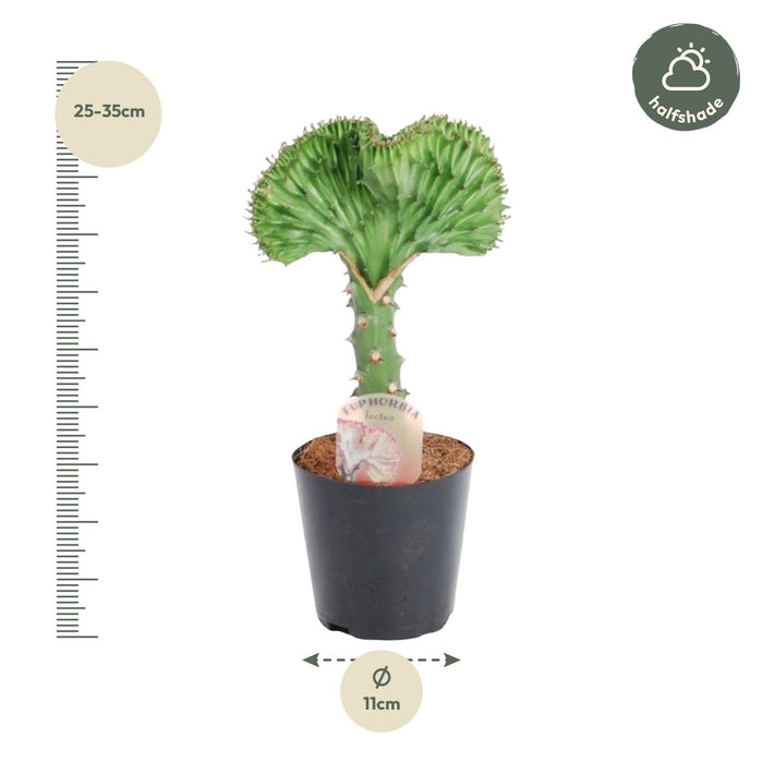 Euphorbia Lactea Cristata groen - ↕30cm - Ø10,5cm