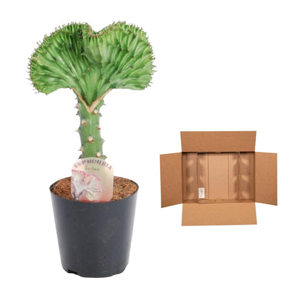 Euphorbia Lactea Cristata grøn - ↕35cm - Ø12cm