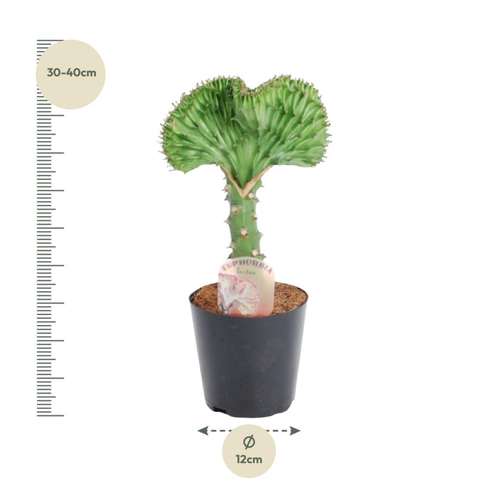 Euphorbia Lactea Cristata groen - ↕35cm - Ø12cm