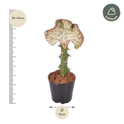 Euphorbia Lactea Cristata rood - ↕35cm - Ø12cm