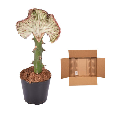 Euphorbia Lactea Cristata rood - ↕35cm - Ø12cm
