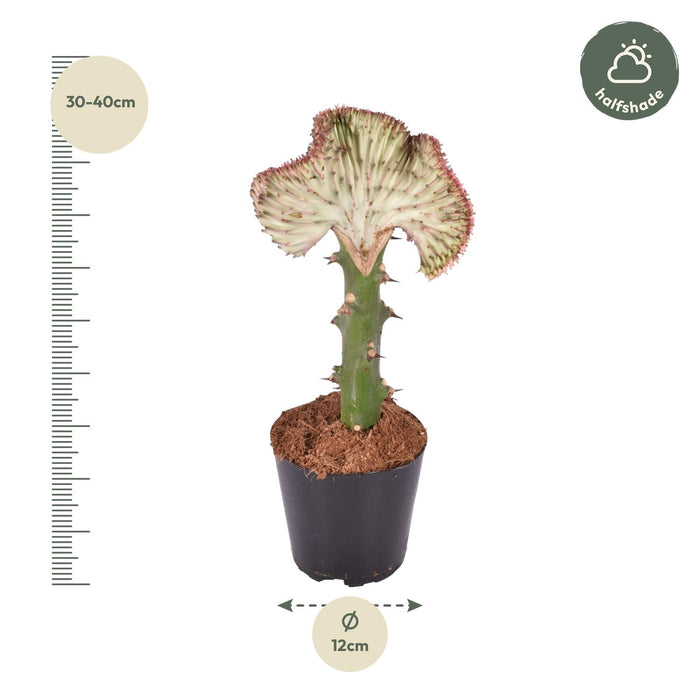 Euphorbia Lactea Cristata rood - ↕35cm - Ø12cm