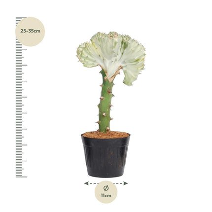 Euphorbia Lactea Cristata hvid - ↕30cm - Ø10,5cm