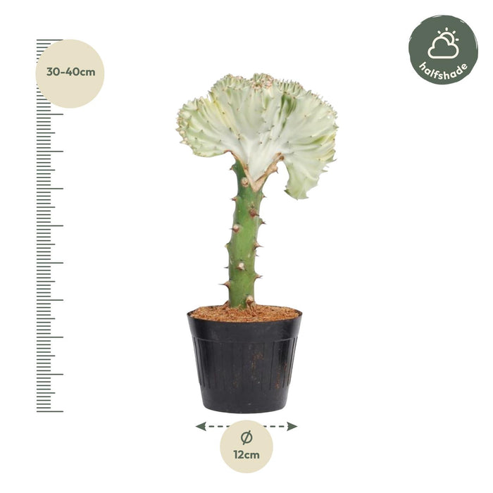 Euphorbia Lactea Cristata wit - ↕35cm - Ø12cm