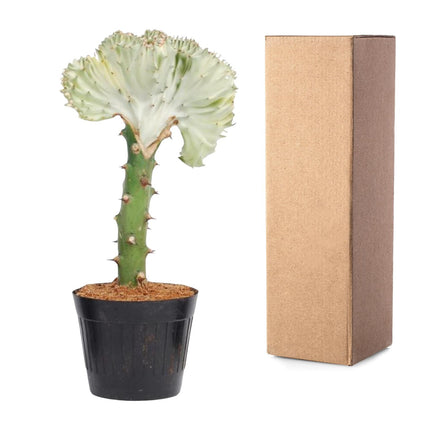 Euphorbia Lactea Cristata hvid - ↕30cm - Ø10,5cm