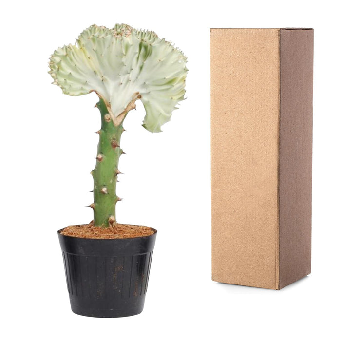 Euphorbia Lactea Cristata wit - ↕30cm - Ø10,5cm