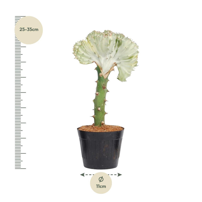 Euphorbia Lactea Cristata wit - ↕30cm - Ø10,5cm