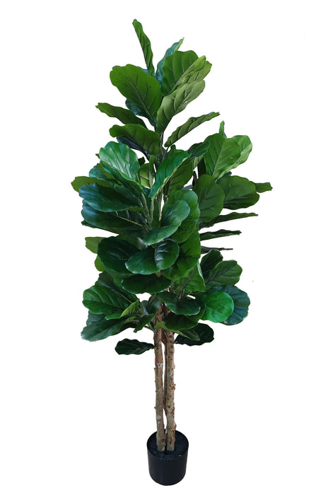 Kunstplant Ficus Lyrata - ↕160cm