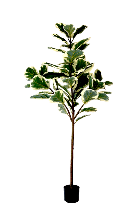 Kunstplant Ficus Lyrata - ↕160cm