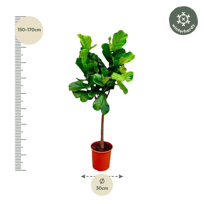 Ficus Lyrata boom - ↕160cm - Ø30cm