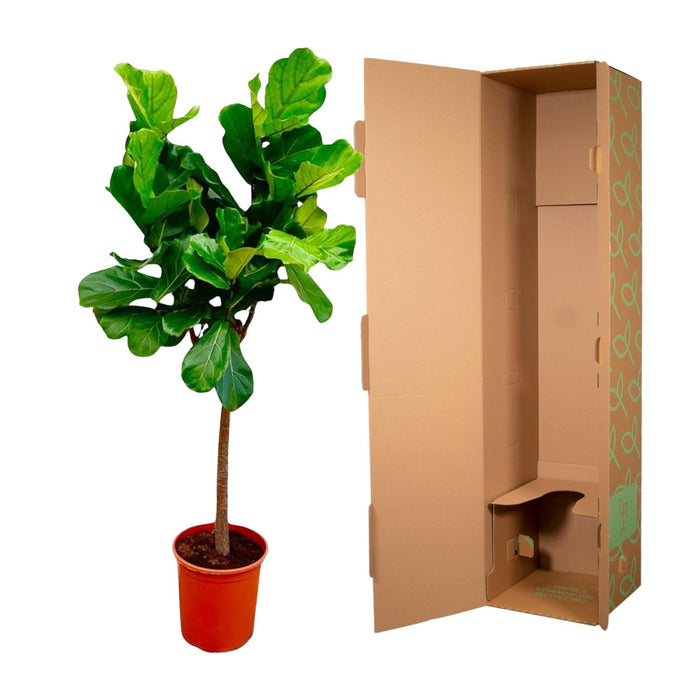 Ficus Lyrata boom - ↕160cm - Ø30cm