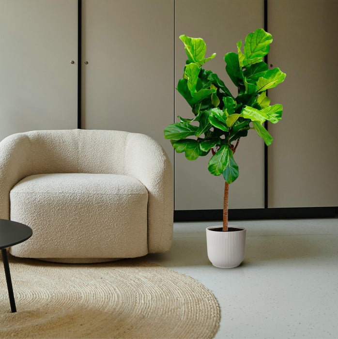Ficus Lyrata boom - ↕160cm - Ø30cm