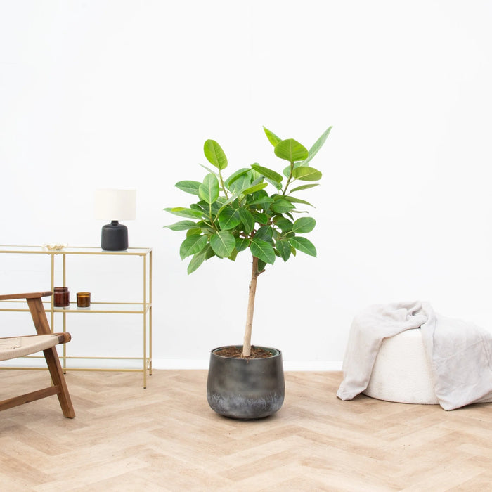 Ficus Altissimo Variegata - ↕120cm - Ø33cm