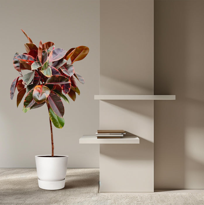 Ficus Elastica Belize op stam - ↕130cm - Ø24cm