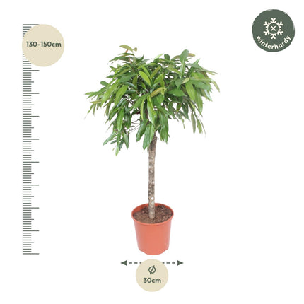 Ficus Amstel King - ↕130-140cm - Ø30cm