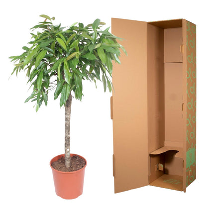 Ficus Amstel King - ↕130-140cm - Ø30cm