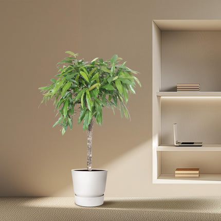 Ficus Amstel King - ↕130-140cm - Ø30cm